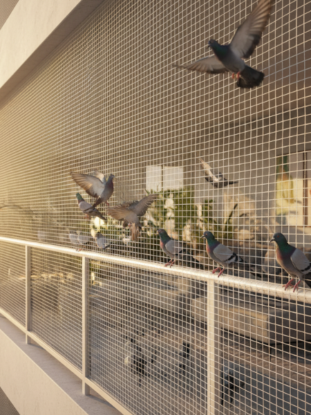 Pigeon Safety Nets