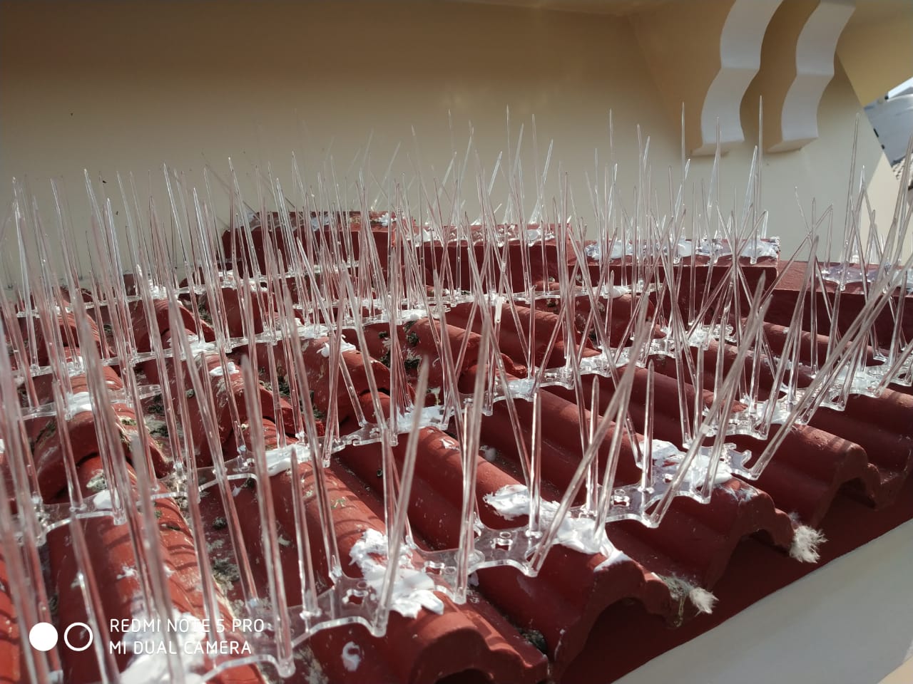 Bird Spikes